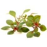 Ludwigia Super Red – Hledejceny.cz