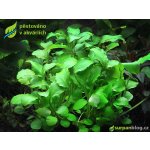 Schismatoglottis prietoi – Zboží Dáma