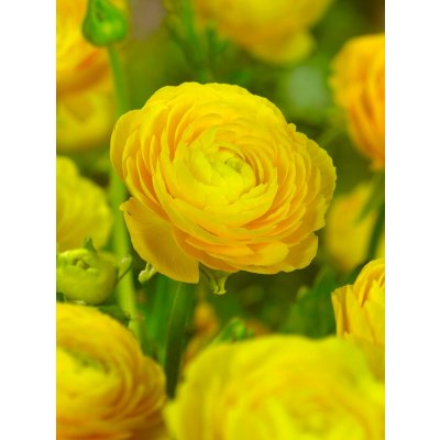 Pryskyřník 'Ranunculus yellow' 3 ks – Zbozi.Blesk.cz