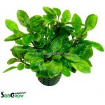 Lobelia cardinalis Mini – Hledejceny.cz