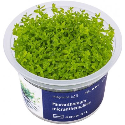 Micranthemum micranthemoides – Zboží Mobilmania