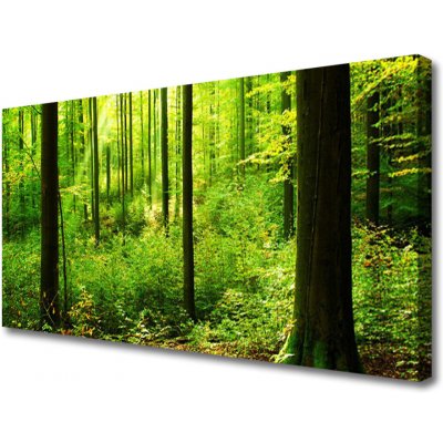 Obraz na plátně Les Zeleň Stromy Příroda 100x50 cm