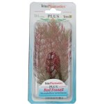 Tetra rostlina Red Foxtail Plus 15 cm – Zboží Dáma