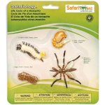 Safari Ltd. SFS662616 Životní cyklus Komár – Sleviste.cz