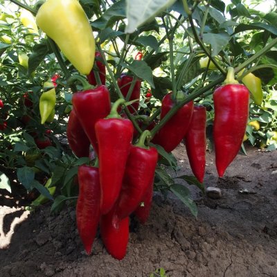 Paprika Sakura - Capsicum annuum - semena papriky - 30 ks – HobbyKompas.cz