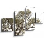 Obraz 4D čtyřdílný - 100 x 60 cm - tree isolated on white background. strom izolovaných na bílém pozadí. – Hledejceny.cz