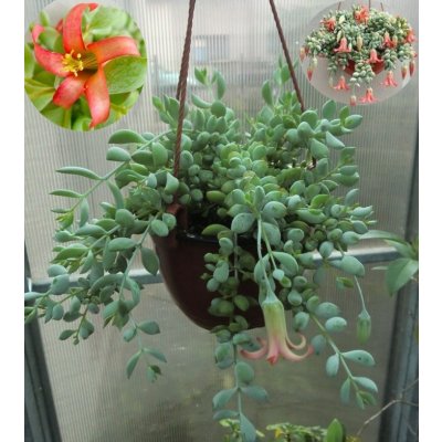 Cotyledon pendens – Zbozi.Blesk.cz