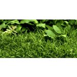 Lilaeopsis novea zelandia - Liliovníček novozélandský – Zboží Dáma