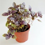Bazalka pravá červená Ocimum basilicum semena bazalky 200 ks