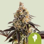 Royal Queen Seeds Cookies Gelato Automatic semena neobsahují THC 3 ks – Zboží Dáma
