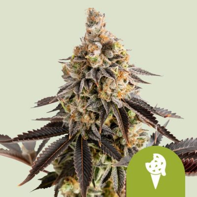 Royal Queen Seeds Cookies Gelato Automatic semena neobsahují THC 3 ks – Zboží Dáma