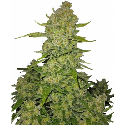 420 Fast Buds Papaya Cookies AUTO semena neobsahují THC 1 ks – Hledejceny.cz