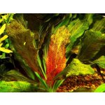 Echinodorus Ozelot Red 5 cm – Zboží Mobilmania