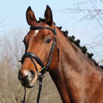 EuroClub Uzdečka Nantes švédský nánosník černá – Zboží Mobilmania