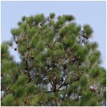 Borovice himalájská Pinus wallichiana semena borovice 5 ks – Hledejceny.cz