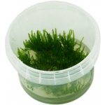 Vesicularia reticulata Erect moss – Zboží Dáma