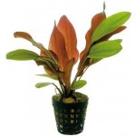 Echinodorus Red Chameleon – Hledejceny.cz