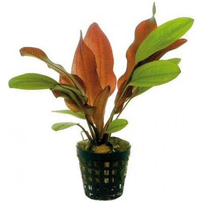 Echinodorus Red Chameleon – Hledejceny.cz