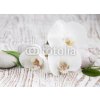 Tapety Weblux 63054309 Fototapeta papír Orchids spa Orchidejové lázně rozměry 254 x 184 cm