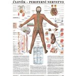 Scientia - Periferní nervstvo, 67 x 96 cm – Hledejceny.cz