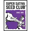 Semena konopí Super Sativa Seed Club Pineapple Poison semena neobsahují THC 8 ks