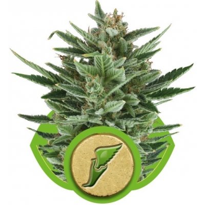 Royal Queen seeds Quick One Auto semena neobsahují THC 10 ks – Zboží Mobilmania