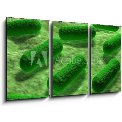 Obraz 3D třídílný - 90 x 50 cm - E coli Bacteria. Bakterie E coli.