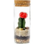 Gardners Skleněná váza Lipia s korkovým víčkem, výška 17,5 cm - osázené suchomilně – Hledejceny.cz