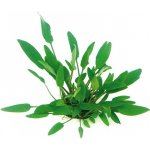Cryptocoryne x willisii – Hledejceny.cz