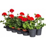 Výhodné balení 10x Muškát vzpřímený, Pelargonium zonale, červený, velikost květináče 10 - 12 cm – Zboží Dáma