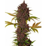 420 Fast Buds LSD-25 AUTO semena neobsahují THC 100 ks – Zboží Dáma