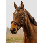 NORTON CLUB Strass V s anglickým nánosníkem havana – Hledejceny.cz