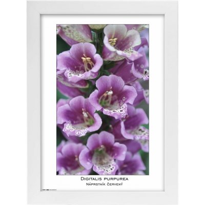 TRADAG Natura 21 x 29,7 - A4 bílý – Zboží Živě