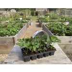 Jahodárna Brozany Jahodník 'Elsanta' 10 ks v platu zakořeněné – HobbyKompas.cz