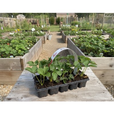 Jahodník 'Elsanta' 10 ks v platu zakořeněné – Sleviste.cz