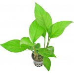 Anubias heterophylla – Zboží Mobilmania