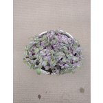 Callisia Rosato – Hledejceny.cz