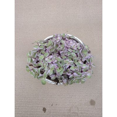 Callisia Rosato – Hledejceny.cz