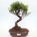 e-bonsai Pokojová bonsai - Syzygium - Pimentovník – Zboží Dáma