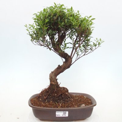e-bonsai Pokojová bonsai - Syzygium - Pimentovník – Zboží Dáma
