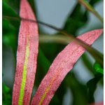 Cryptocoryne spiralis Red – Zboží Dáma