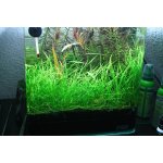 Echinodorus tenellus Green – Zboží Mobilmania