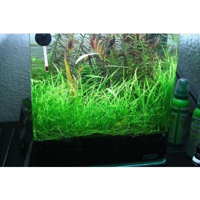 Echinodorus tenellus Green – Zboží Mobilmania