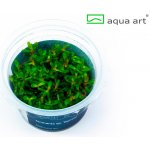 Ammania sp. Bonsai – Sleviste.cz