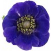 Květina Sasanka CORONARIA GALIL BLAUW 40cm