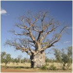Baobab australský - Adansonia gregorii - semena baobabu - 3 ks – HobbyKompas.cz
