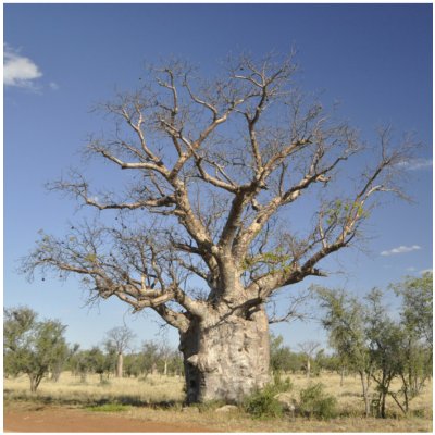 Baobab australský - Adansonia gregorii - semena baobabu - 3 ks – HobbyKompas.cz