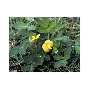 Podzemnice olejná - Arachis hypogaea - semena - 3 ks