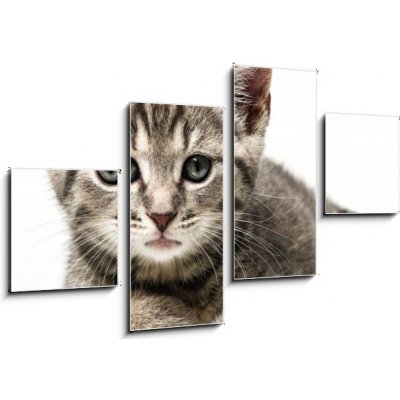 Obraz 4D čtyřdílný - 100 x 60 cm - little kitten malé kotě