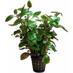 Lobelia cardinalis - Lobelka šarlatová – Zboží Dáma